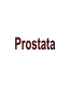 Prostata