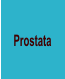 Prostata